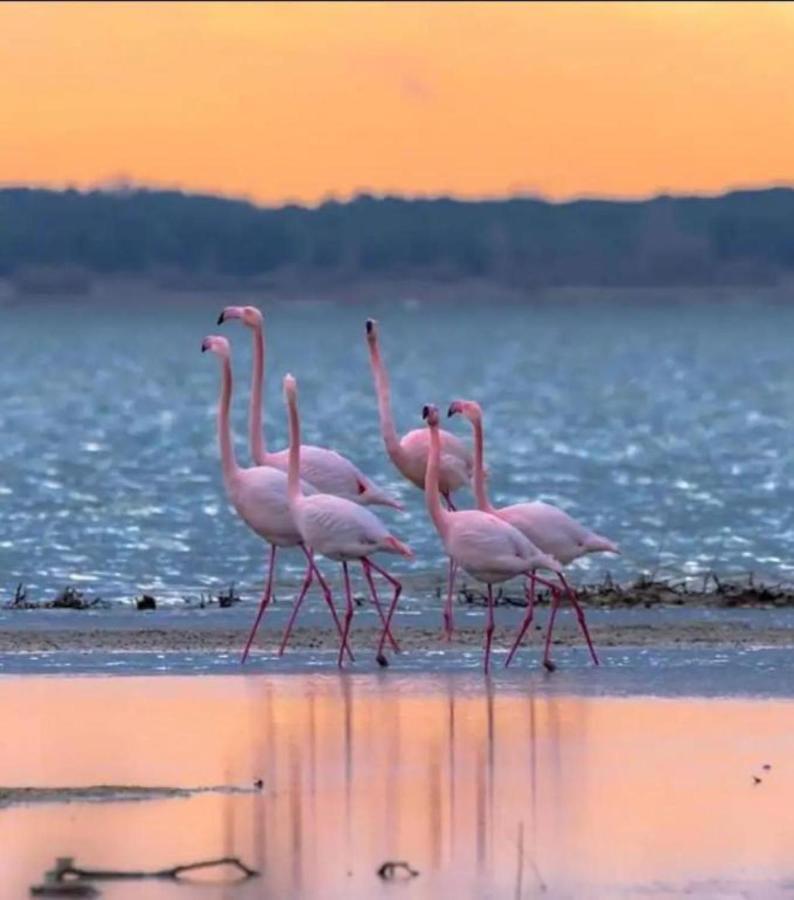 Le Soupir Des Palmiers. Ideal Couple, Piscine, Mer La Grande Motte Exteriör bild